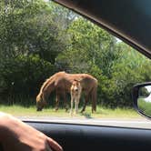 Review photo of Bayside Assateague Campground — Assateague Island National Seashore by Mackenzie L., August 7, 2019