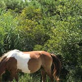 Review photo of Bayside Assateague Campground — Assateague Island National Seashore by Mackenzie L., August 7, 2019