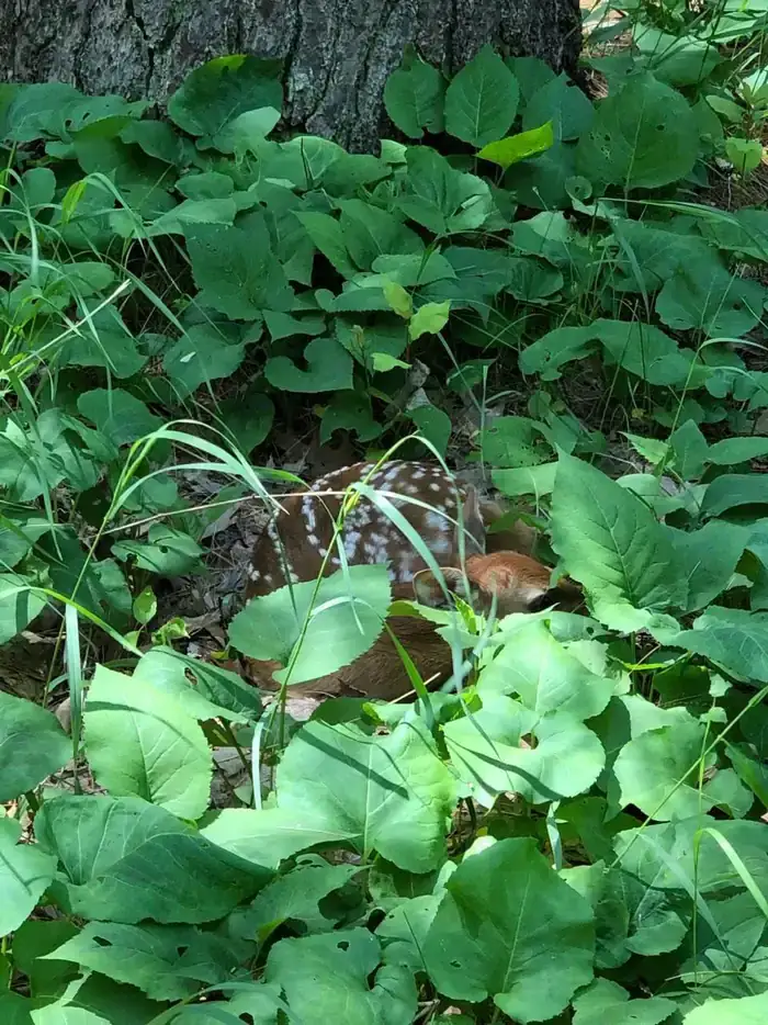 Camper-submitted photo at D.H. Day Campground — Sleeping Bear Dunes National Lakeshore near Frankfort, MI