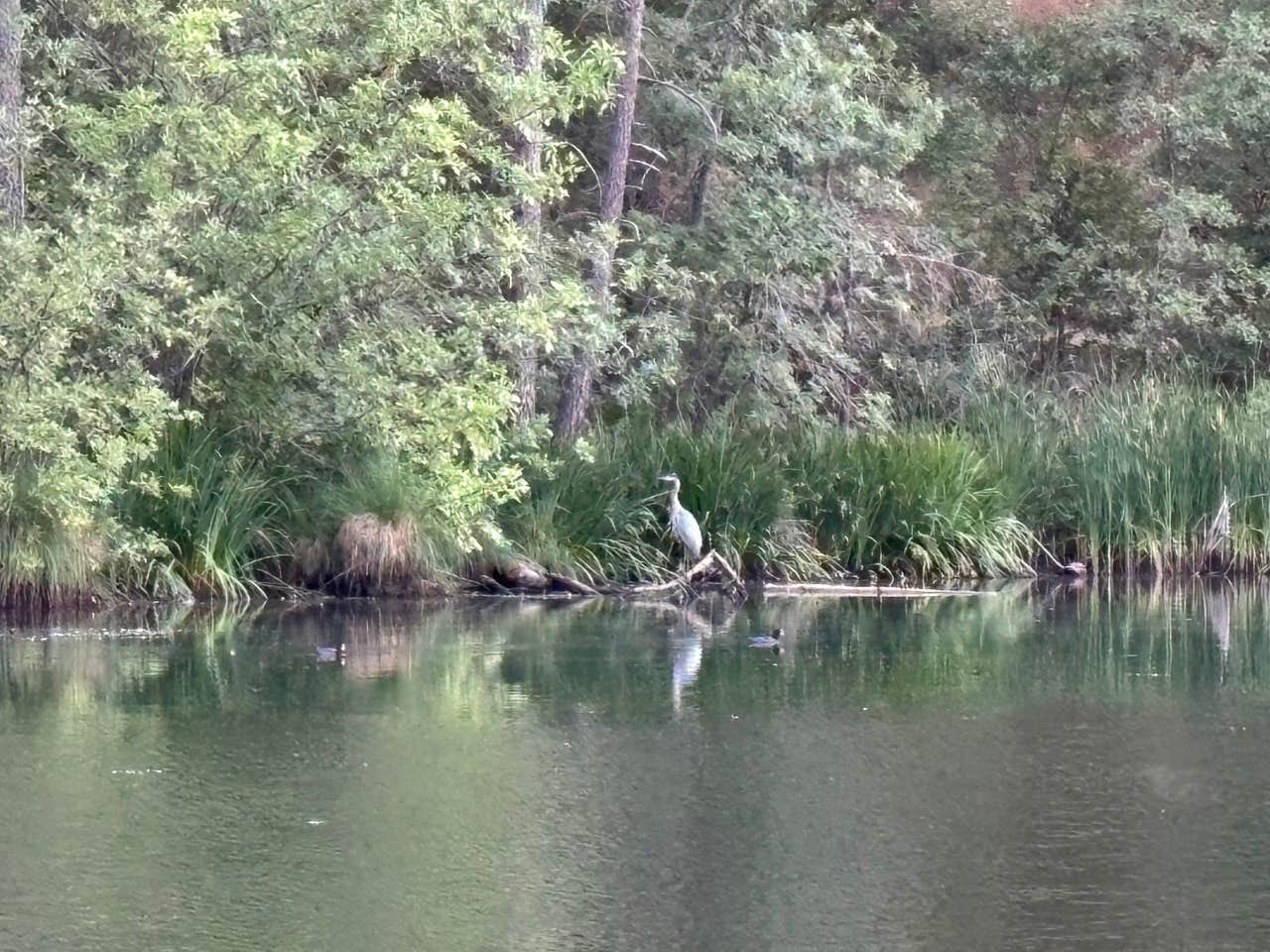 Camper-submitted photo at Cedar Springs Retreats near Auberry, CA