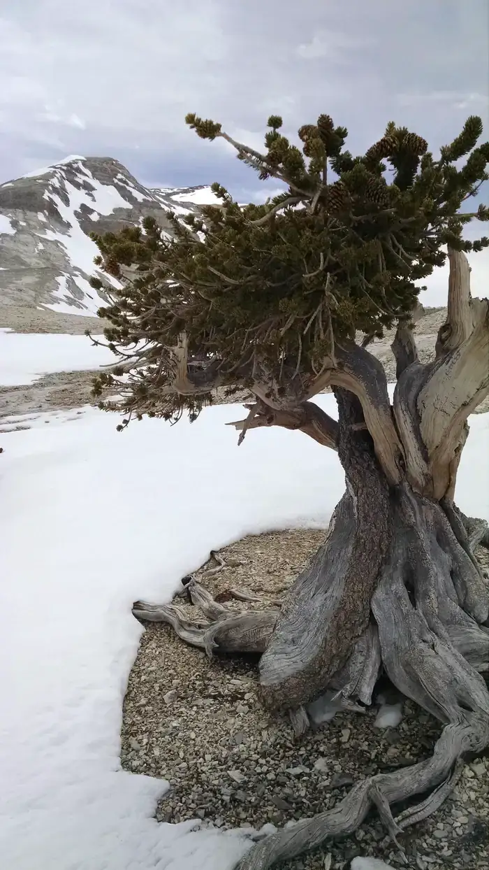 Camper-submitted photo at Upper Lehman Creek Campground — Great Basin National Park near Baker, NV