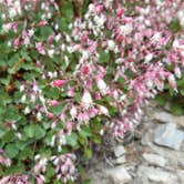 Review photo of Baker Creek Campground — Great Basin National Park by Michael K., June 8, 2016