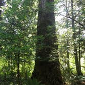 Review photo of Goodell Creek Campground — Ross Lake National Recreation Area by Tom K., August 7, 2019