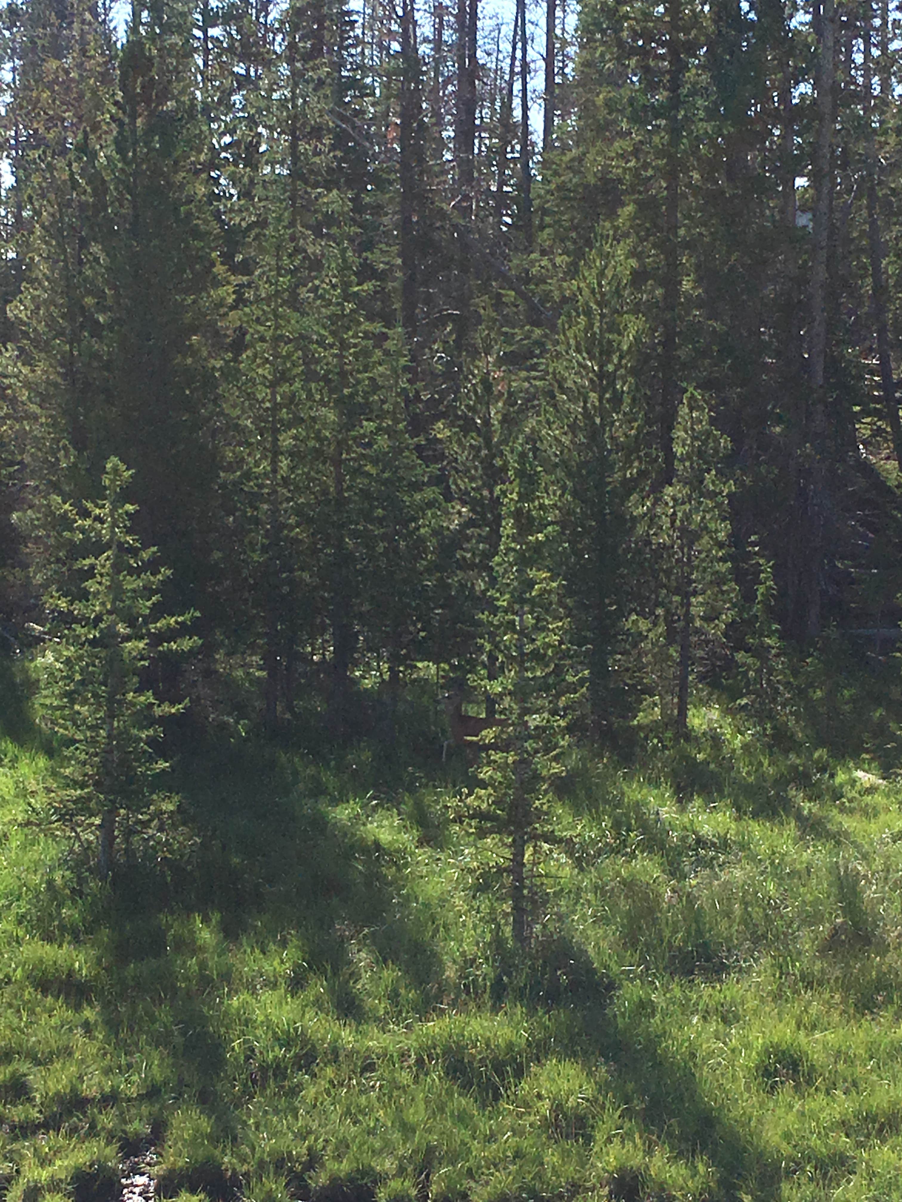 Camper-submitted photo at Grandview Campground near Gould, CO
