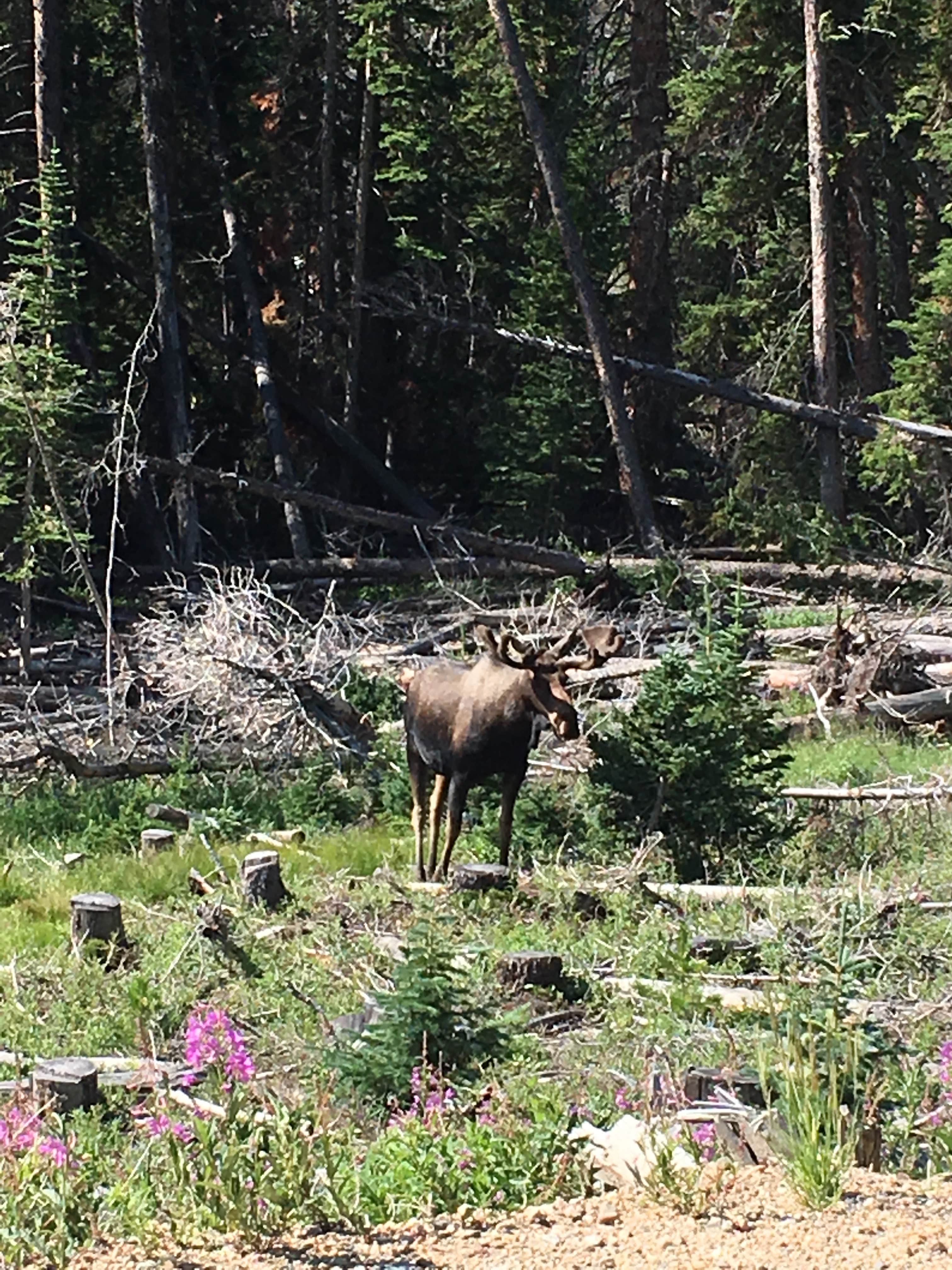 Camper-submitted photo at Grandview Campground near Gould, CO