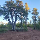 Review photo of Forest Road 104, near Mingus Mtn, AZ by Greg H., October 21, 2025
