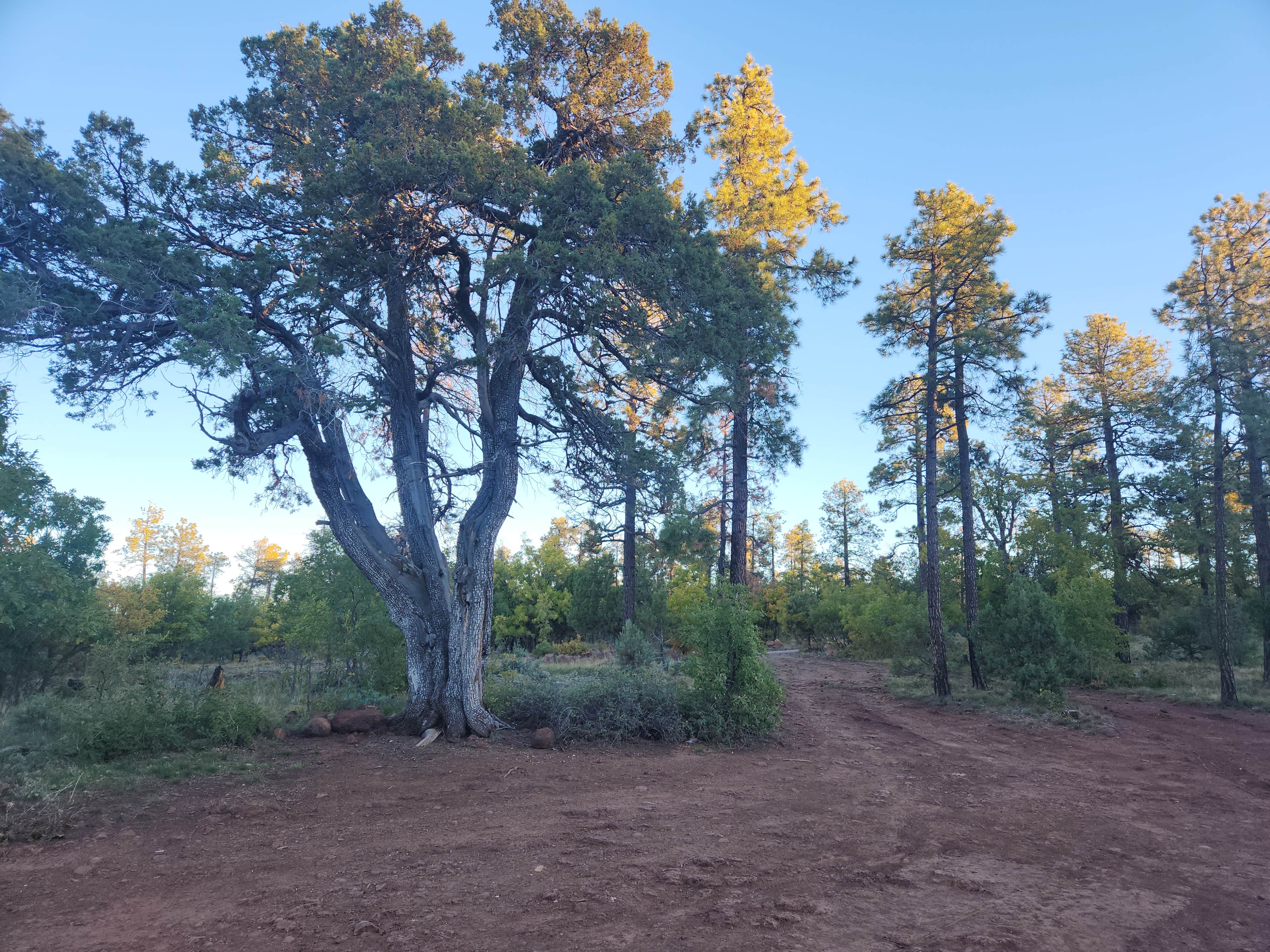 Camper submitted image from Forest Road 104, near Mingus Mtn, AZ - 4