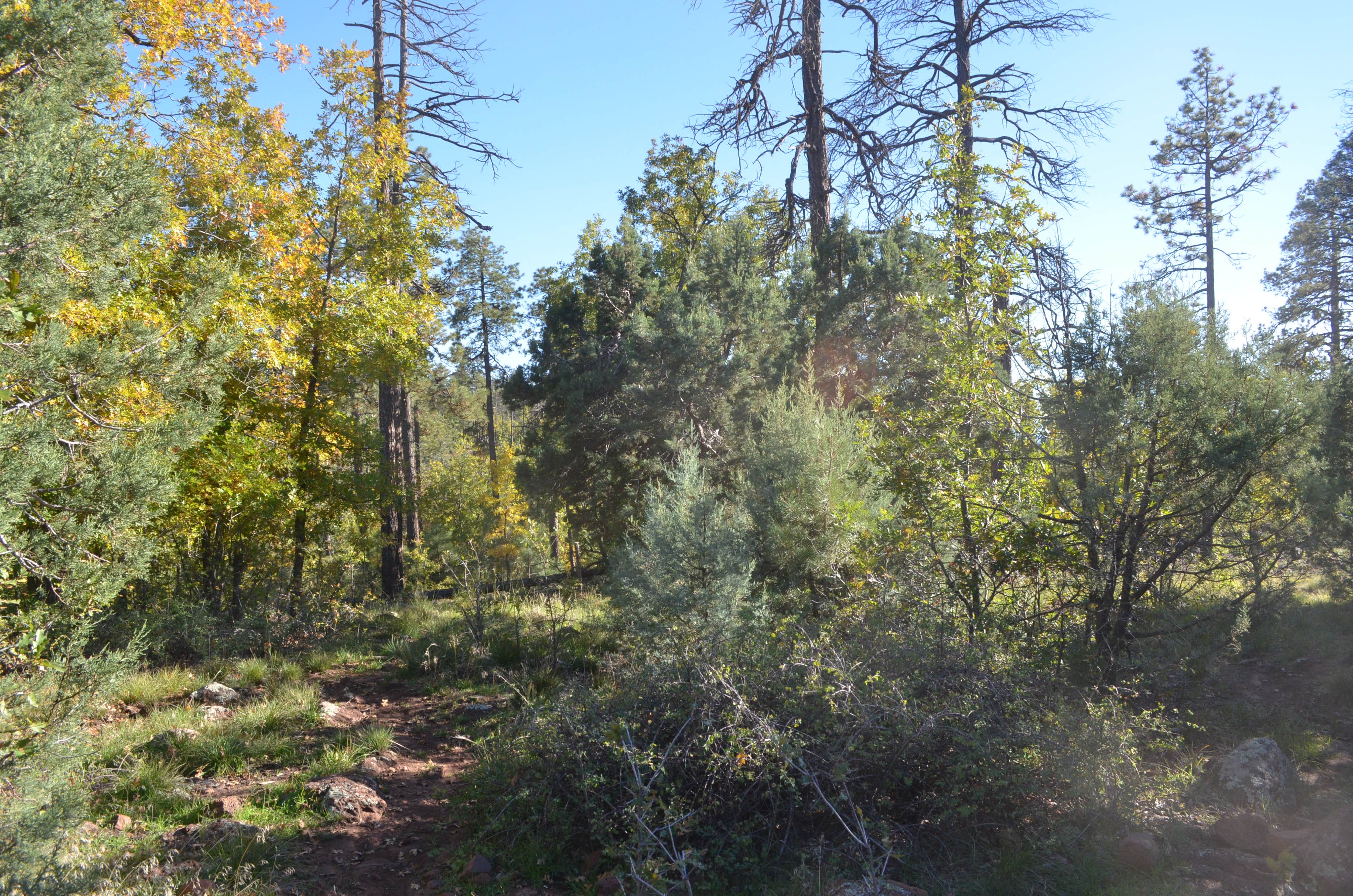 Camping near South Mingus Mountain Basecamp on Forest Road 413: Forest Road 104, near Mingus Mtn, AZ, Jerome, Arizona