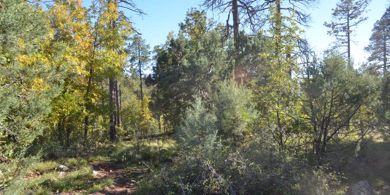 Camper submitted image from Forest Road 104, near Mingus Mtn, AZ