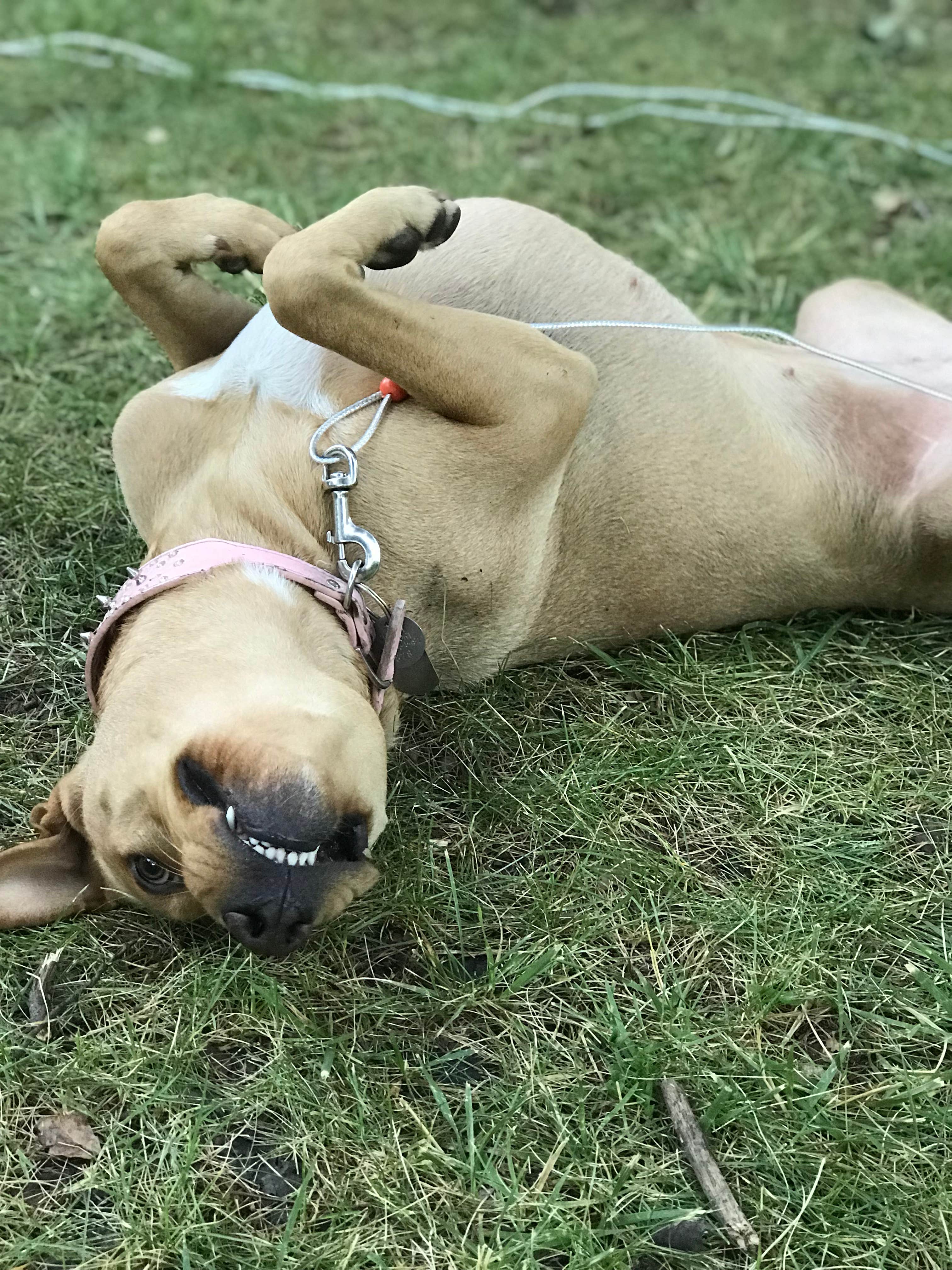 Melanie M.'s photo of camping with pets at Cache Creek Regional Park Campground near Rumsey, CA