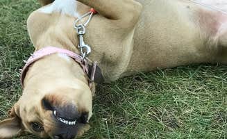 Melanie M.'s photo of camping with pets at Cache Creek Regional Park Campground near Colusa, CA