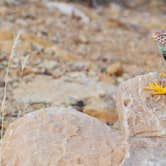 Review photo of Havasupai Gardens Campground — Grand Canyon National Park by Leah W., September 24, 2016