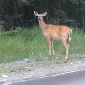 Review photo of Cathedral Pines Campground by Wayne B., August 8, 2019