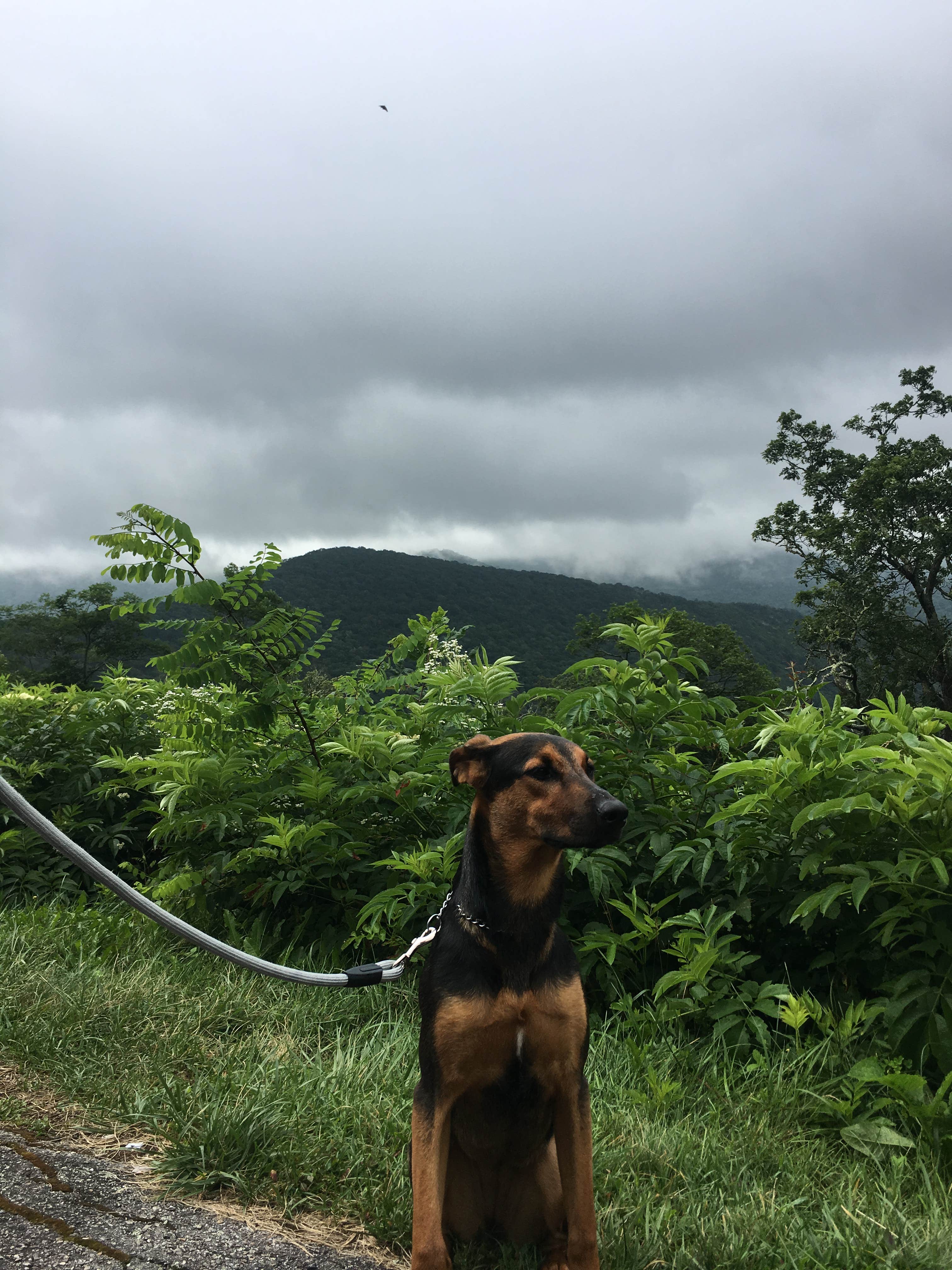 Xenia E.'s photo of camping with pets at Elkmont Campground — Great Smoky Mountains National Park near Franklin, NC