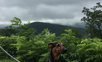 Xenia E.'s photo of camping with pets at Elkmont Campground — Great Smoky Mountains National Park near Pigeon Forge, TN