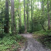 Review photo of Elkmont Campground — Great Smoky Mountains National Park by Xenia E., August 8, 2019