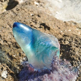 Weird blue jelly things that we avoided... not sure what kind of sea creature they were!