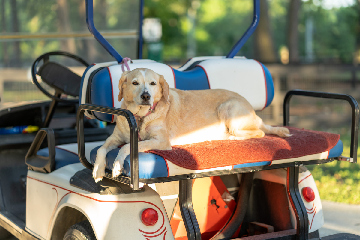 Julie S.'s photo of camping with pets at Majestic Pines RV Resort near Shepherd, TX
