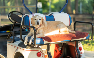 Julie S.'s photo of camping with pets at Majestic Pines RV Resort near Shepherd, TX