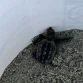 Review photo of Hunting Island State Park Campground by Bill C., August 8, 2019