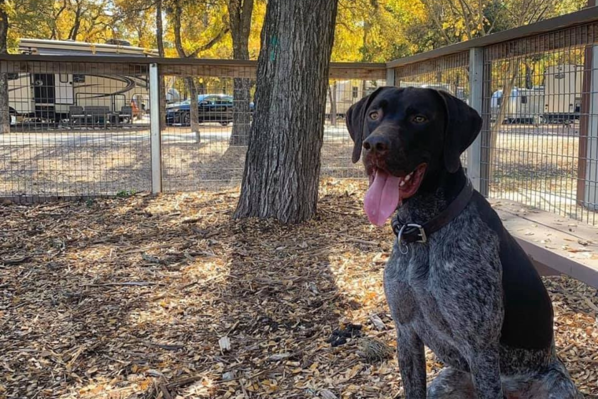 Julie S.'s photo of camping with pets at Oak Forest RV Park near West Lake Hills, TX