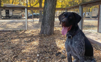 Julie S.'s photo of camping with pets at Oak Forest RV Park near Austin, TX
