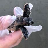 Review photo of Hunting Island State Park Campground by Bill C., August 8, 2019