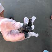 Review photo of Hunting Island State Park Campground by Bill C., August 8, 2019