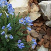 Review photo of Baker Creek Campground — Great Basin National Park by Michael K., June 8, 2016