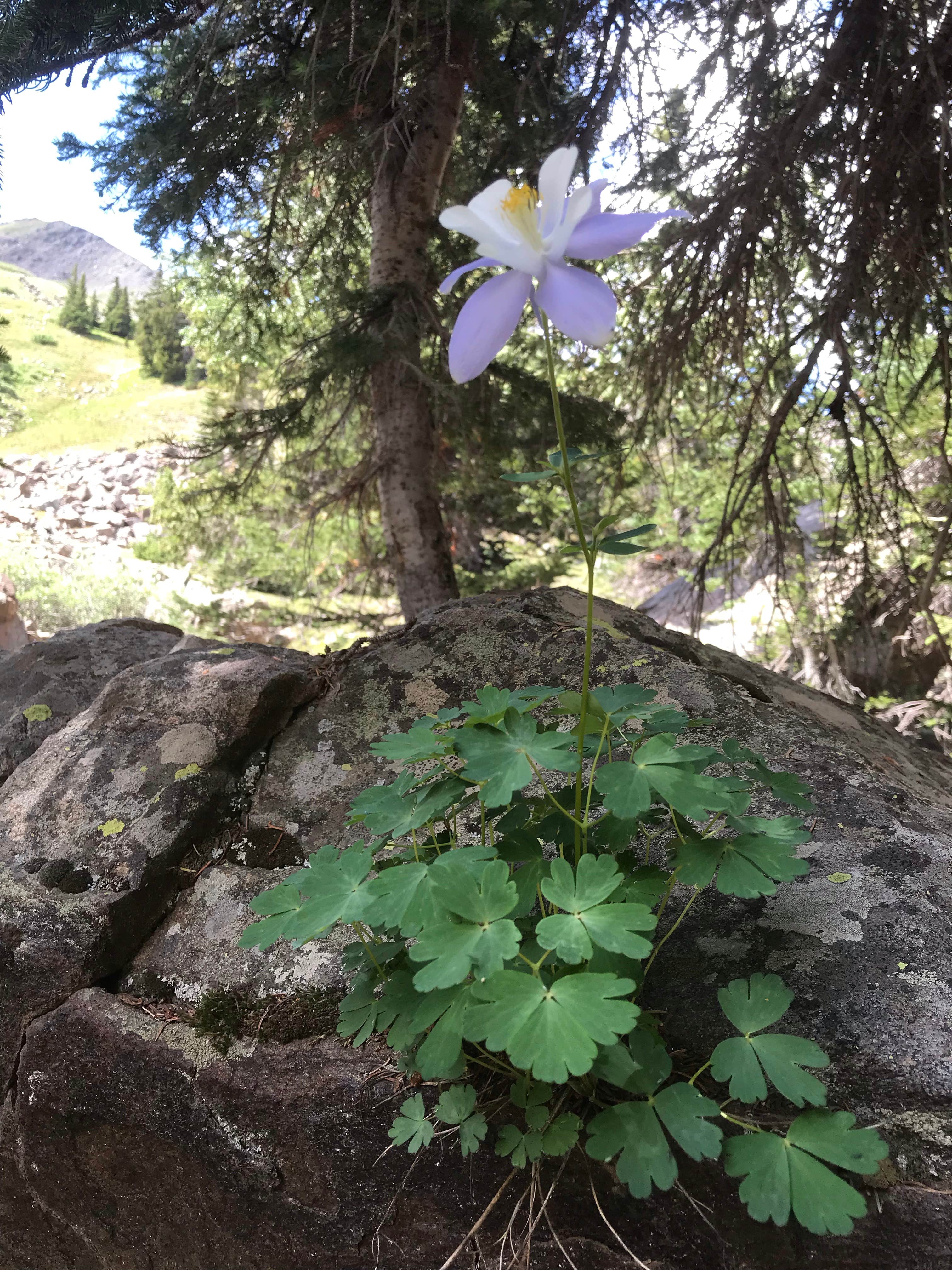 Camping near Guanella Pass Scenic Byway Dispersed Camping - PERMANENTLY CLOSED: Clear Lake, Silver Plume, Colorado