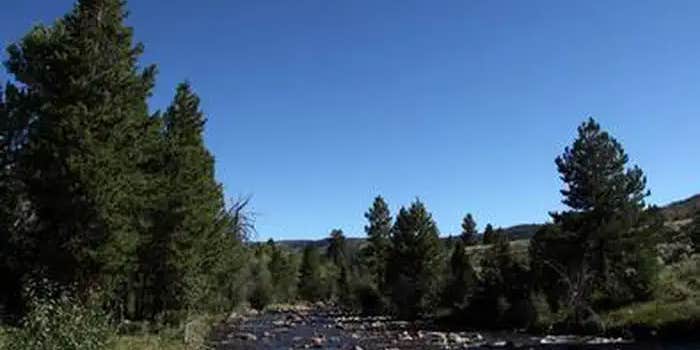 Camper submitted image from Yellowstone Group Campground