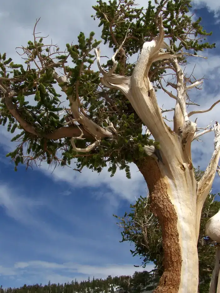 Camper-submitted photo at Lower Lehman Campground — Great Basin National Park near Baker, NV