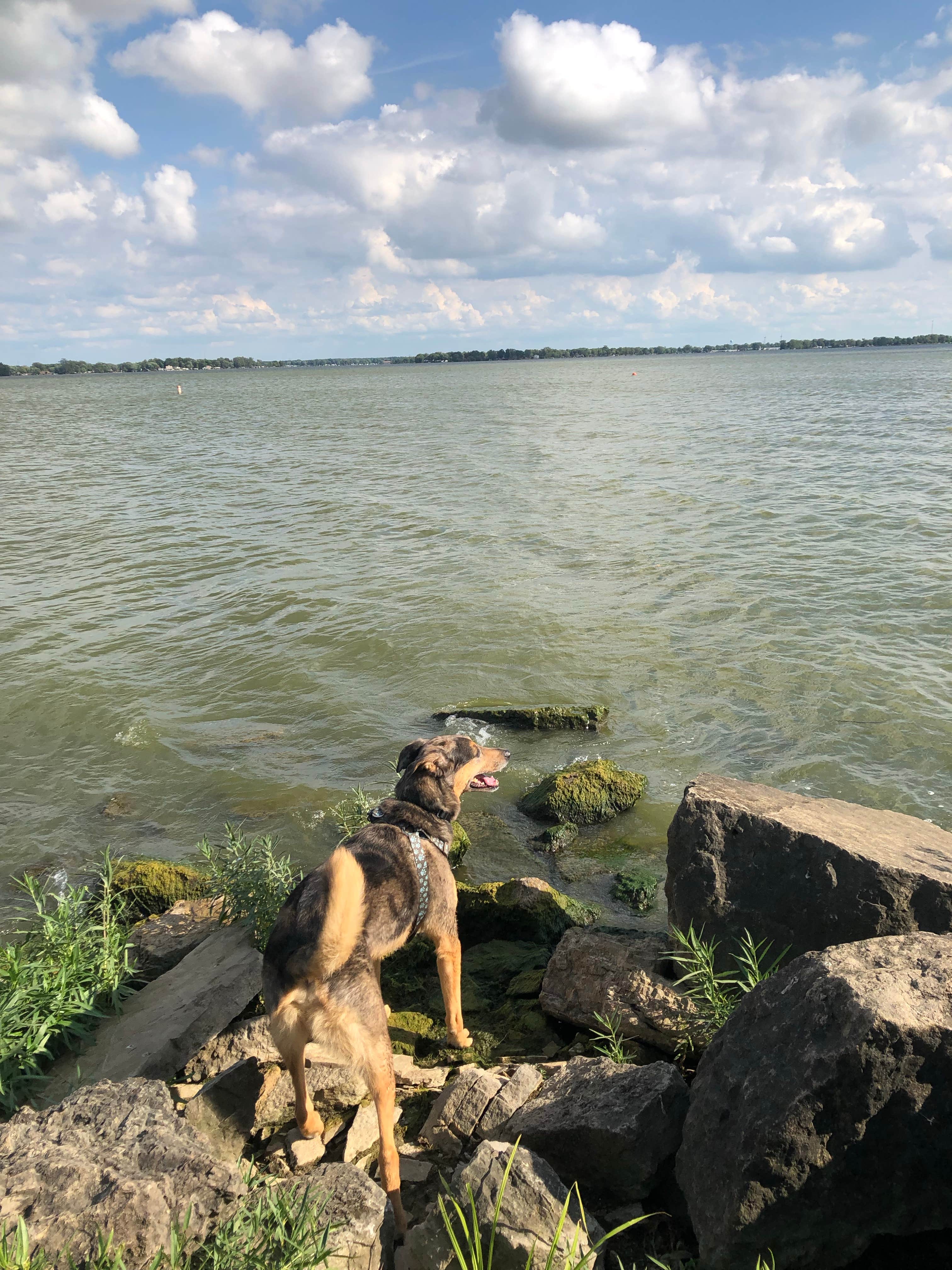 Shae M.'s photo of camping with pets at Indian Lake State Park Campground near Findlay, OH