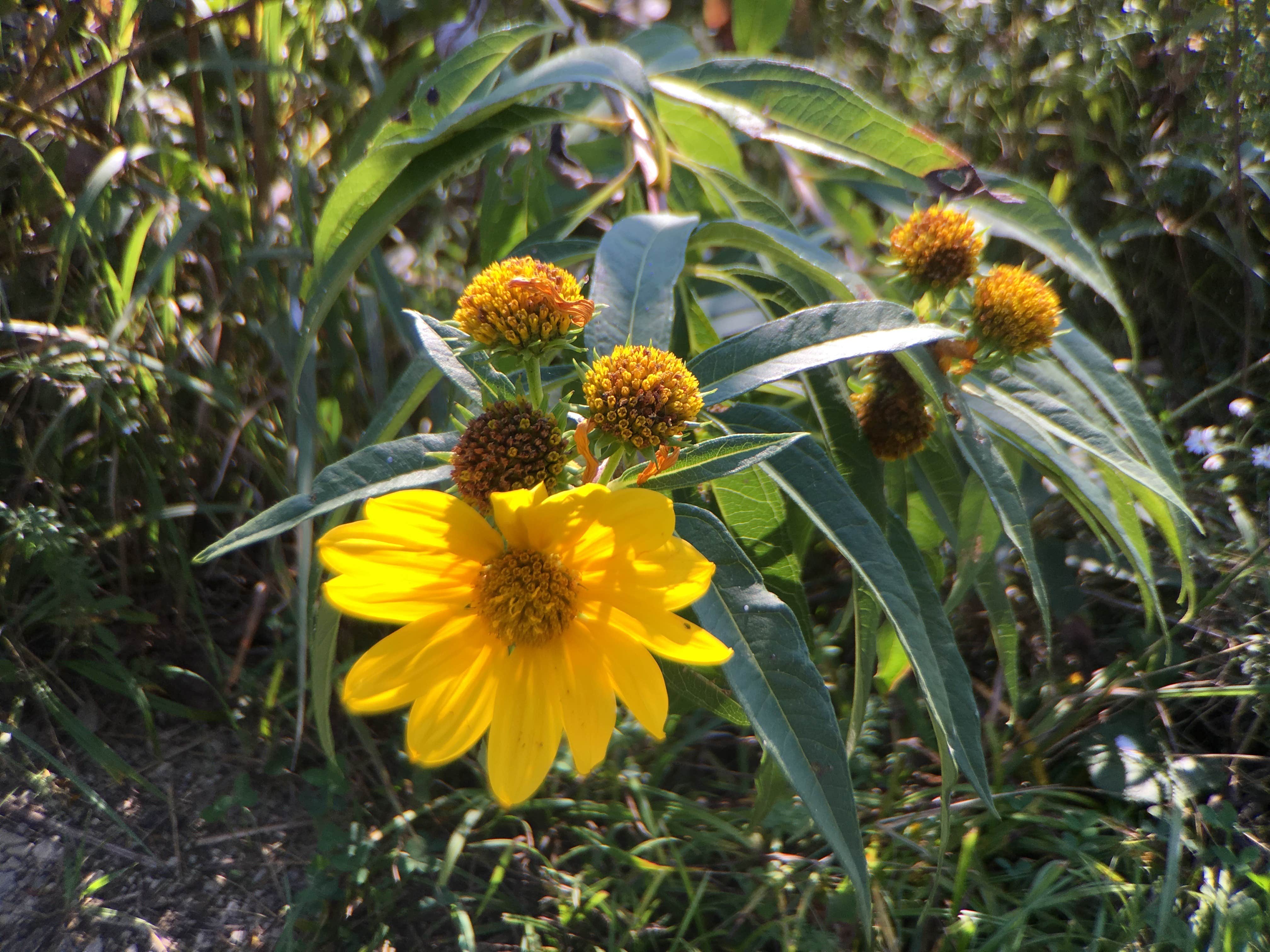 Camper-submitted photo at Prairie Ridge near Rathbun Lake