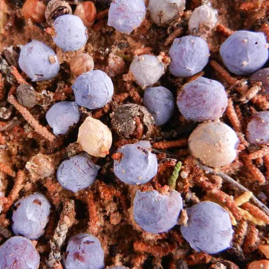 Grey Cliffs Campground — Great Basin National Park