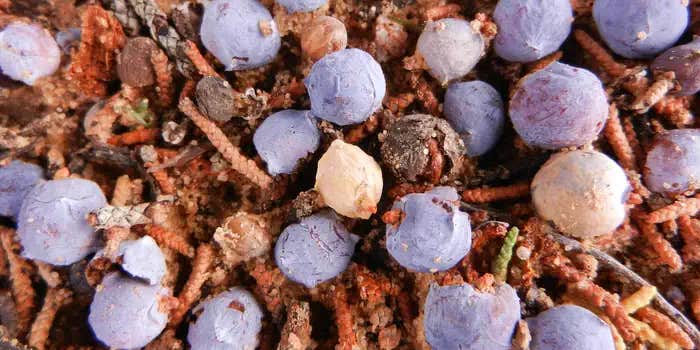 Camper submitted image from Grey Cliffs Campground — Great Basin National Park