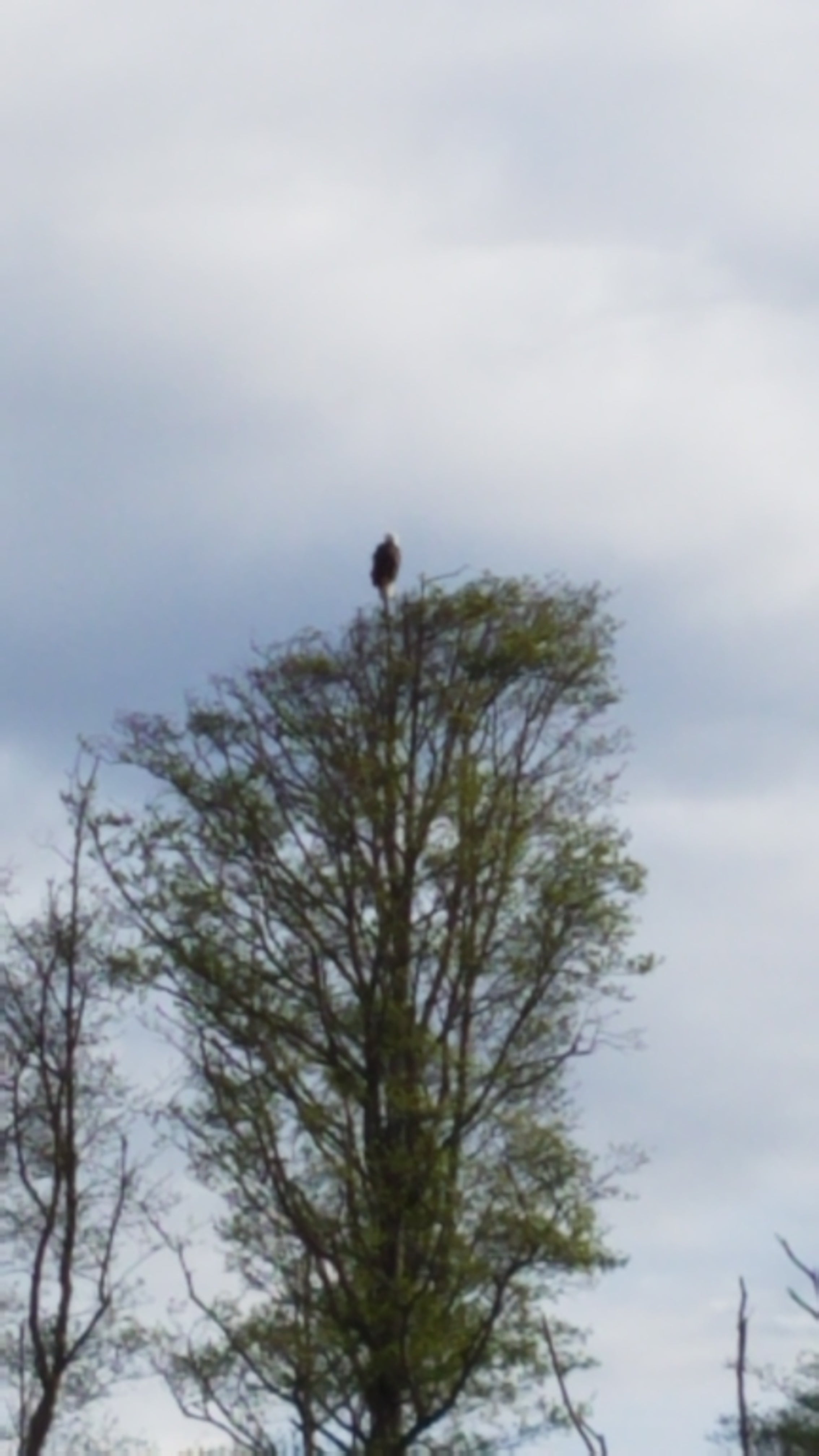 Bald eagle on top of tree