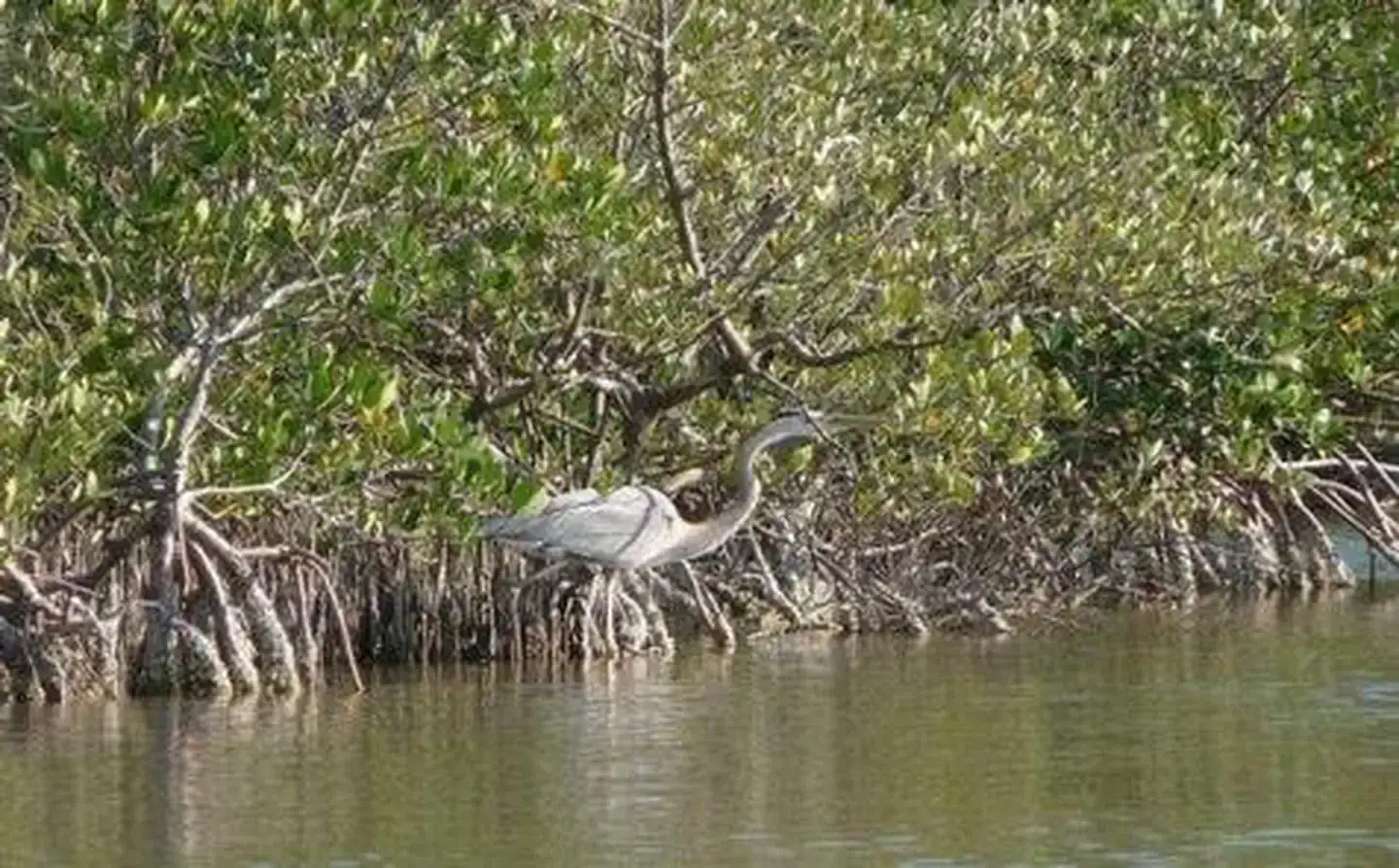 Camper-submitted photo at Canaveral National Seashore near New Smyrna Beach, FL