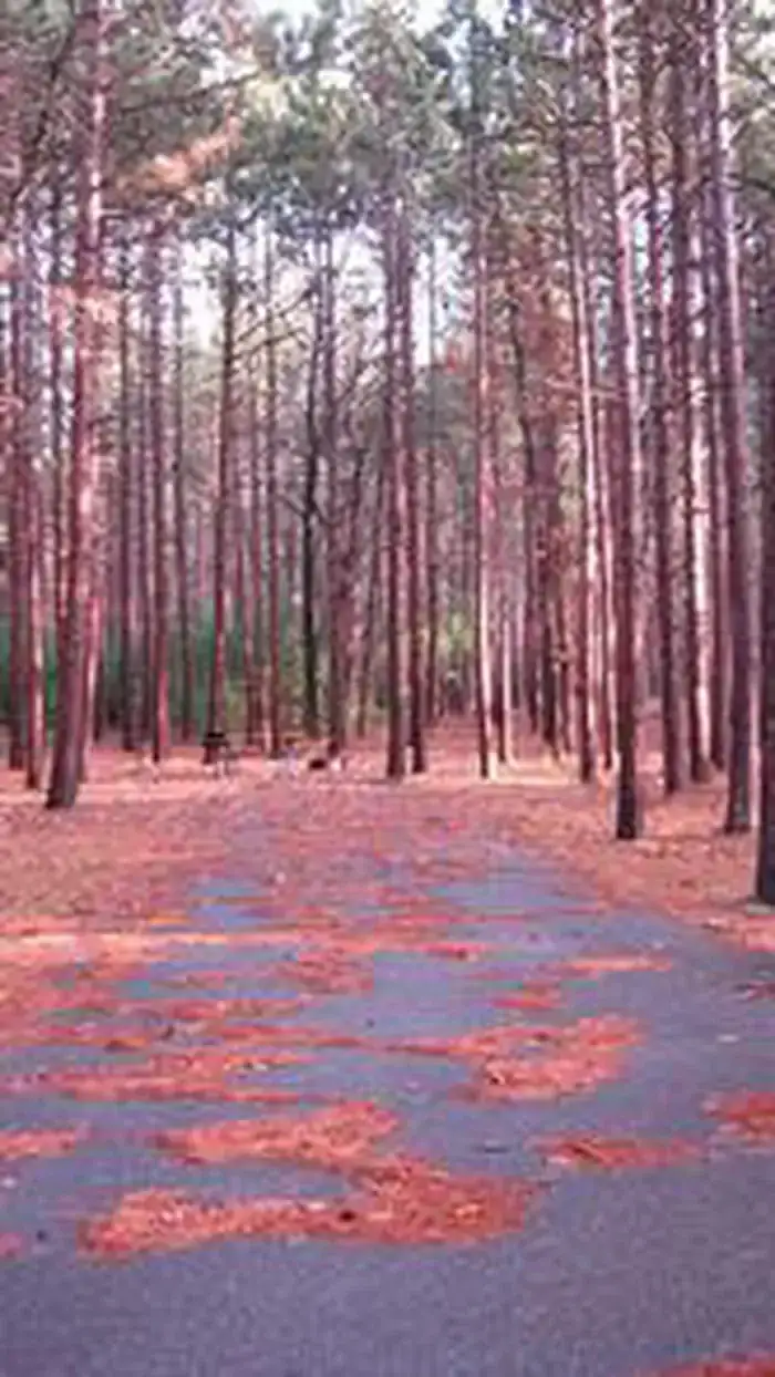 Camper-submitted photo at Monument Campground near Oscoda, MI