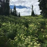 Review photo of Point Supreme Campground — Cedar Breaks National Monument by Marisa C., August 8, 2019