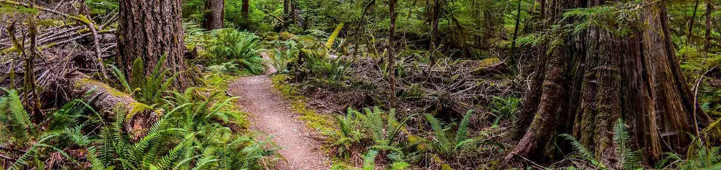 Camper-submitted photo at Goodell Creek Campground — Ross Lake National Recreation Area near Marblemount, WA
