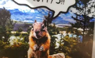 Pepper I.'s photo of camping with pets at Cutty's Resort - Hayden Creek near Howard, CO