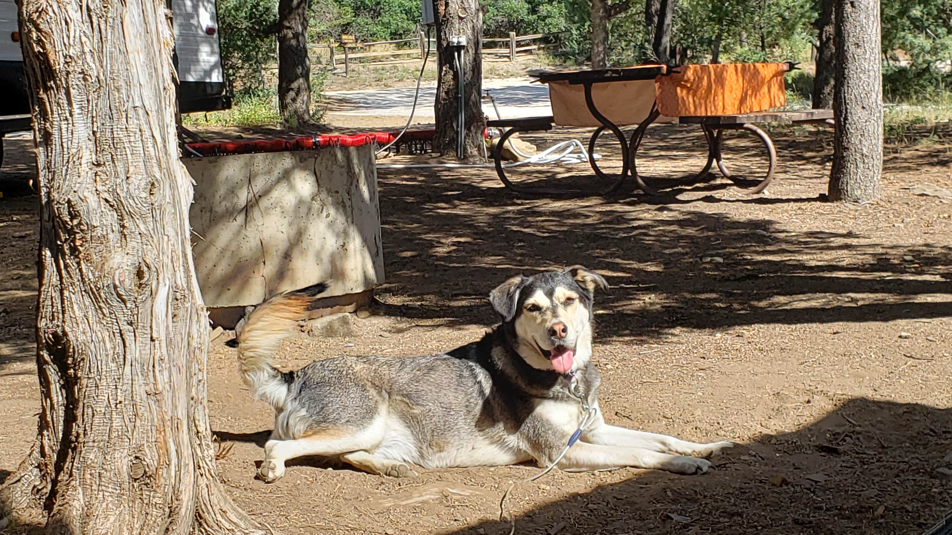 Pepper I.'s photo of camping with pets at Cutty's Resort - Hayden Creek near Westcliffe, CO