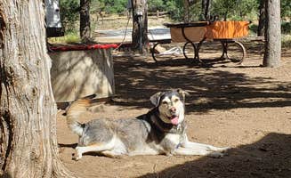 Pepper I.'s photo of camping with pets at Cutty's Resort - Hayden Creek near Howard, CO