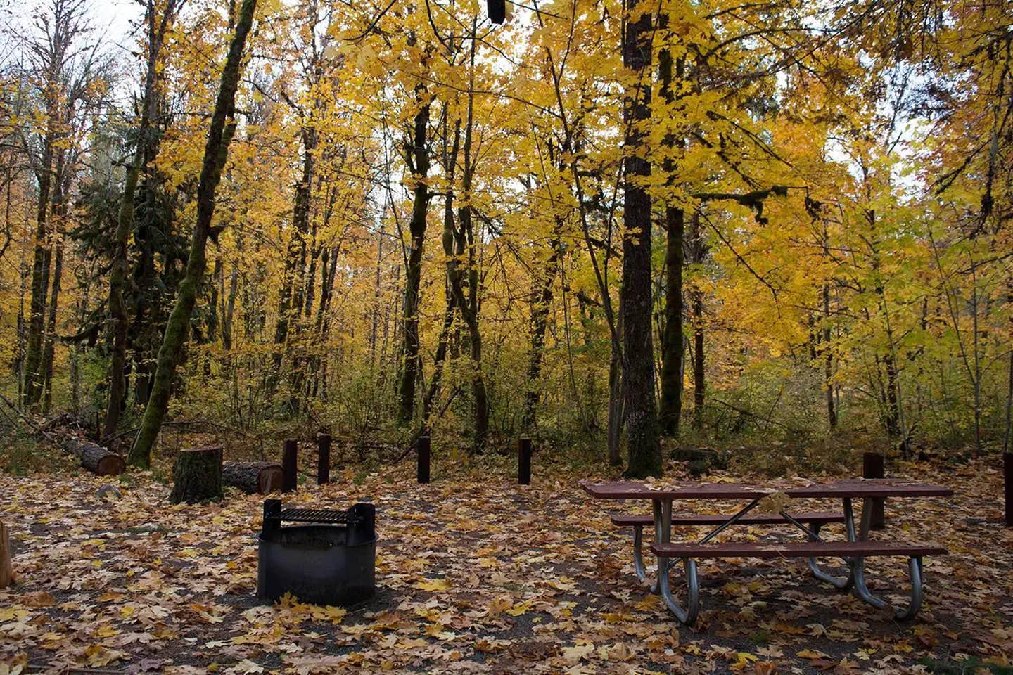 Camper submitted image from Beaver Campground - 1