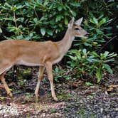 Review photo of Julian Price Park Campground — Blue Ridge Parkway by Myron C., August 9, 2019