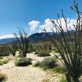Review photo of Borrego Palm Canyon Campground — Anza-Borrego Desert State Park by Kayla H., August 9, 2019