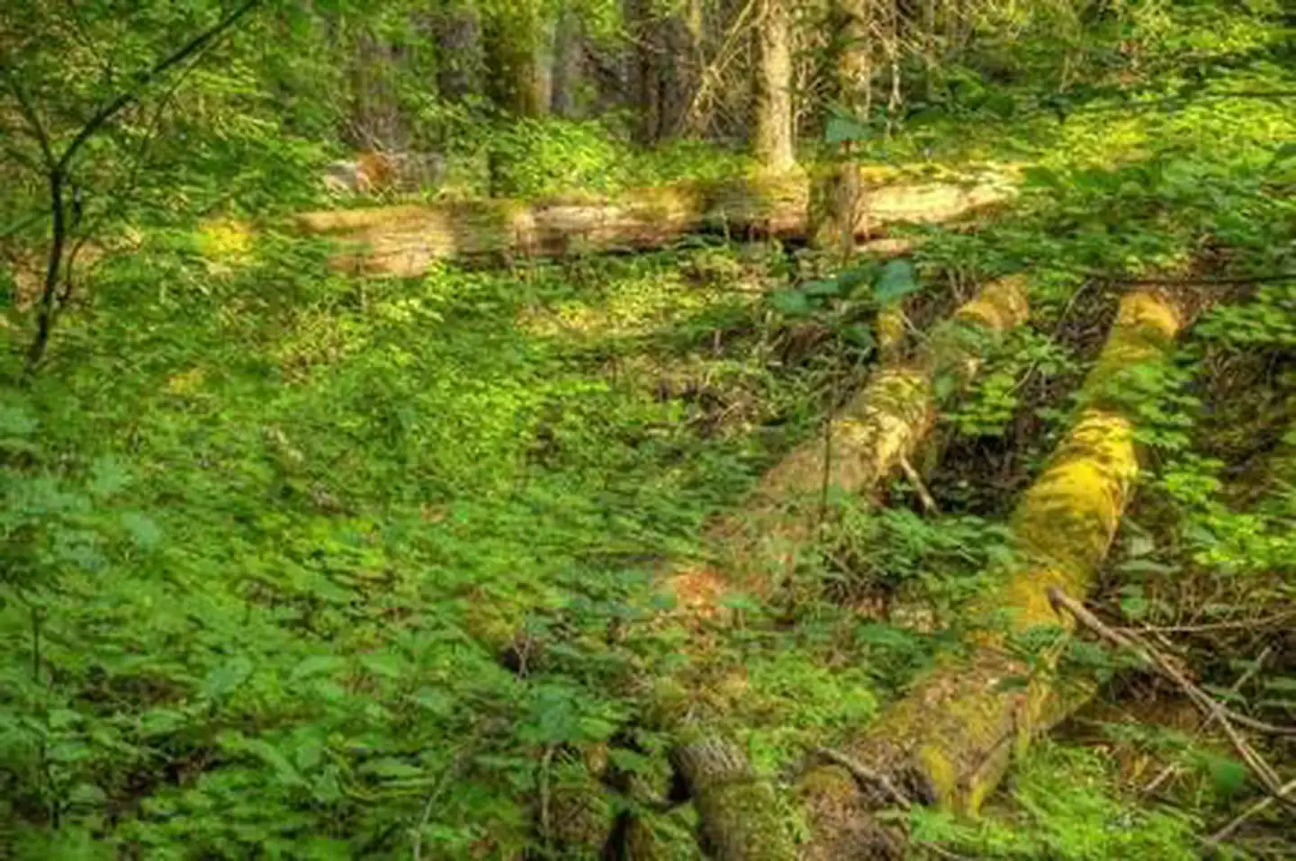 Camper-submitted photo at Oklahoma Campground near Trout Lake, WA