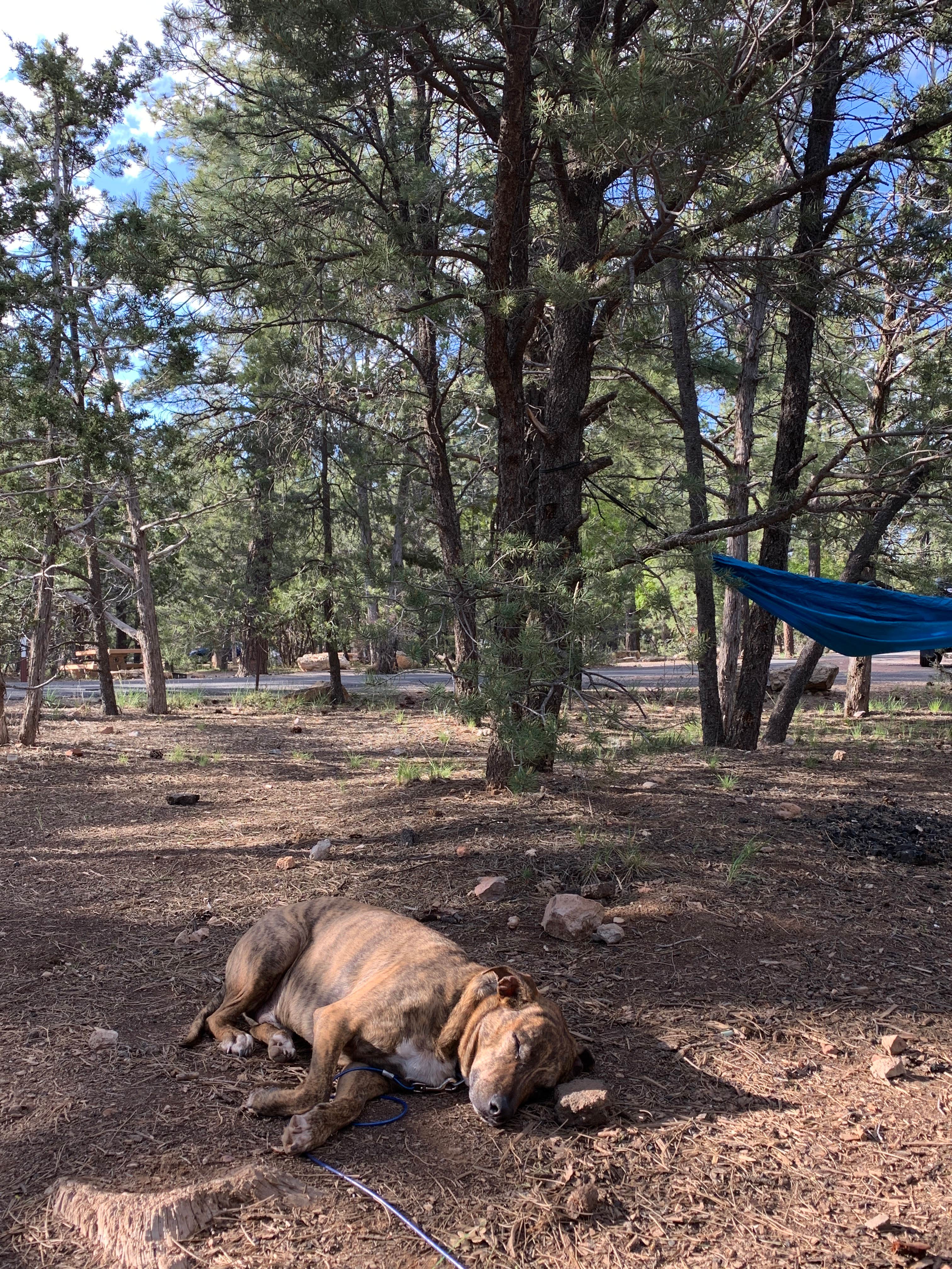 Kayla H.'s photo of camping with pets at Mather Campground — Grand Canyon National Park near North Rim, AZ