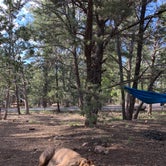 Review photo of Mather Campground — Grand Canyon National Park by Kayla H., August 9, 2019